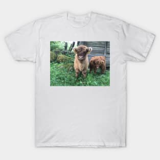 Scottish Highland Cattle Calves 1505 T-Shirt